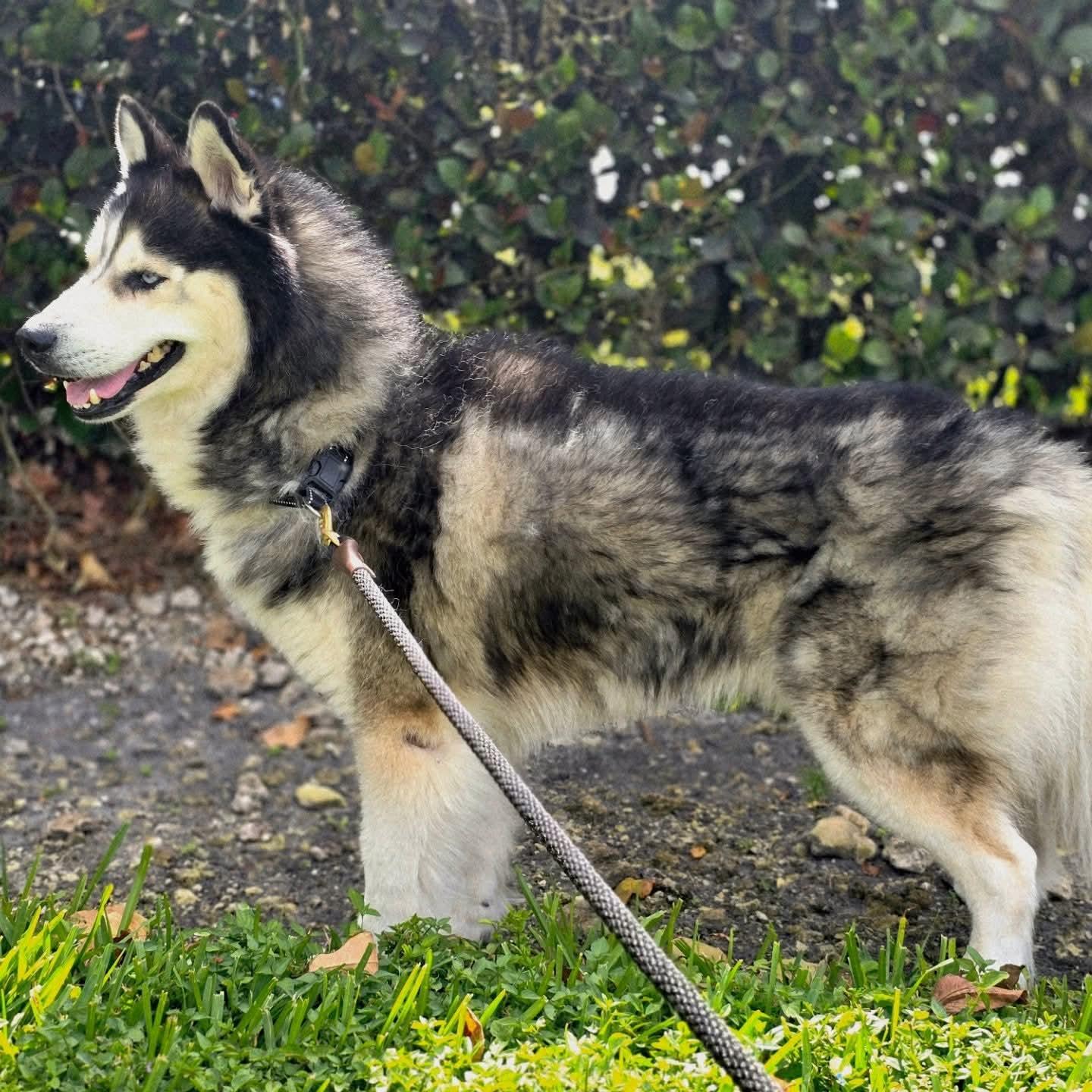 Enlarge Tyler, a ADOPTABLE Siberian Husky in Pembroke Pines, FL image 6/6