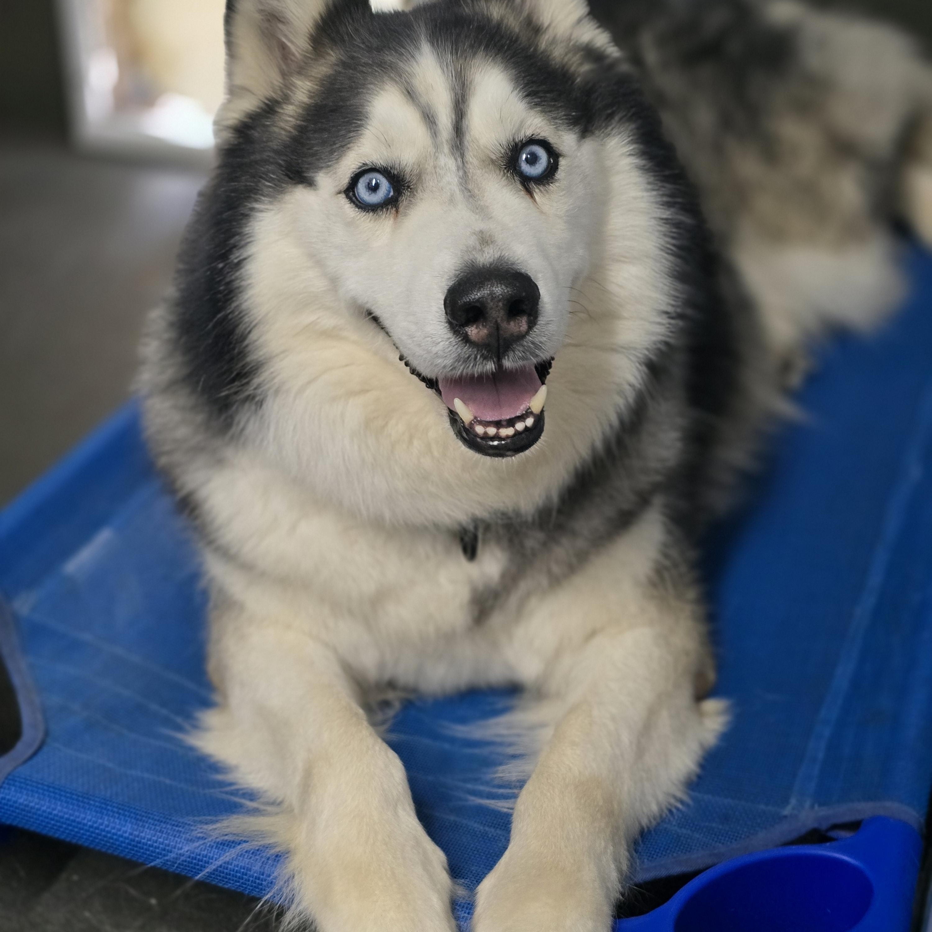 Enlarge Tyler, a ADOPTABLE Siberian Husky in Pembroke Pines, FL image 2/6
