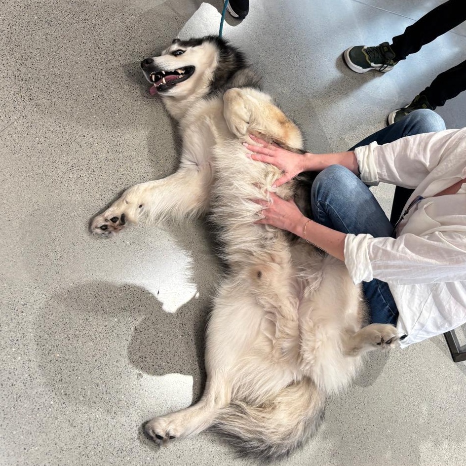 Enlarge Tyler, a ADOPTABLE Siberian Husky in Pembroke Pines, FL image 4/6
