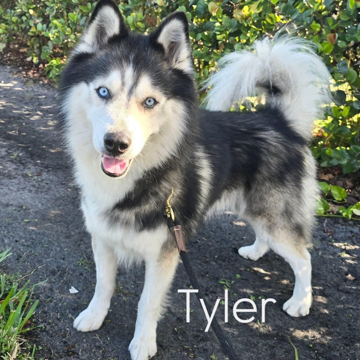 Enlarge Tyler, a ADOPTABLE Siberian Husky in Pembroke Pines, FL image 1/6