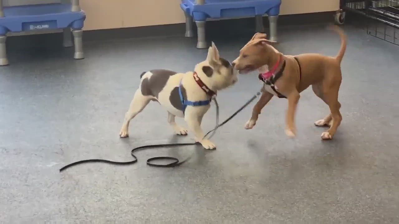 Enlarge Liberty, a Adopted American Staffordshire Terrier in Yonkers, NY video 3/5