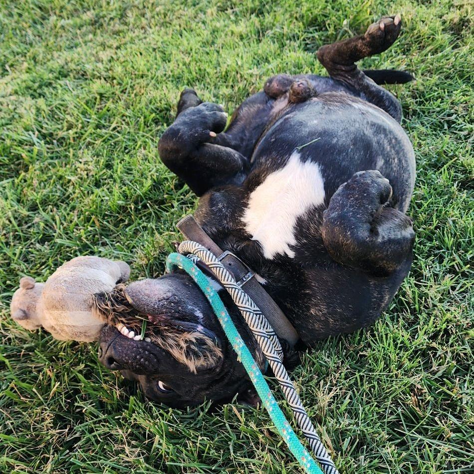 Aleister, a Adoptable mixed breed in St. Louis, MO image 2/6