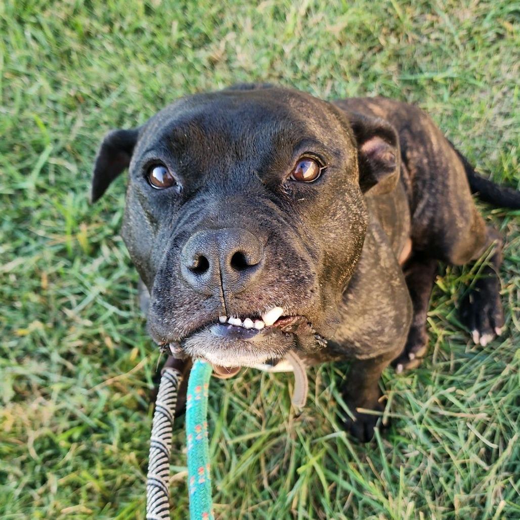 Aleister, a Adoptable mixed breed in St. Louis, MO image 3/6