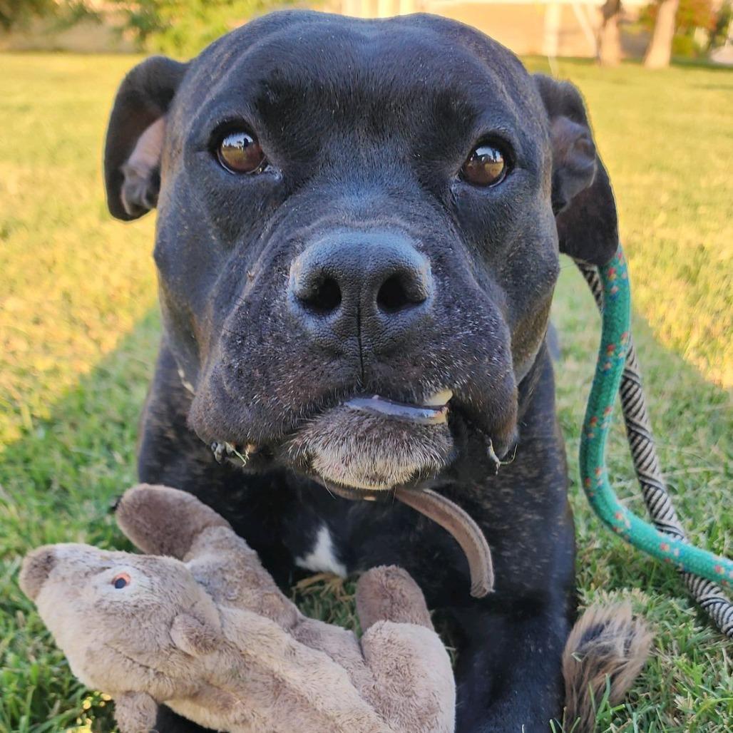 Aleister, a Adoptable mixed breed in St. Louis, MO image 4/6