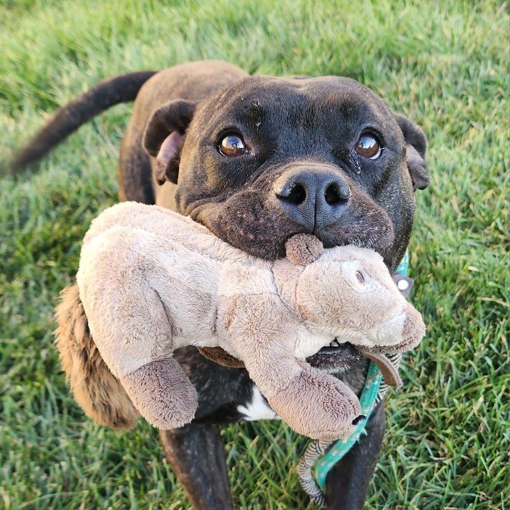 Aleister, a Adoptable mixed breed in St. Louis, MO image 5/6