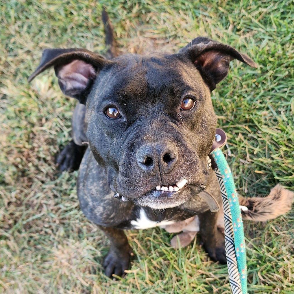 Aleister, a Adoptable mixed breed in St. Louis, MO image 6/6