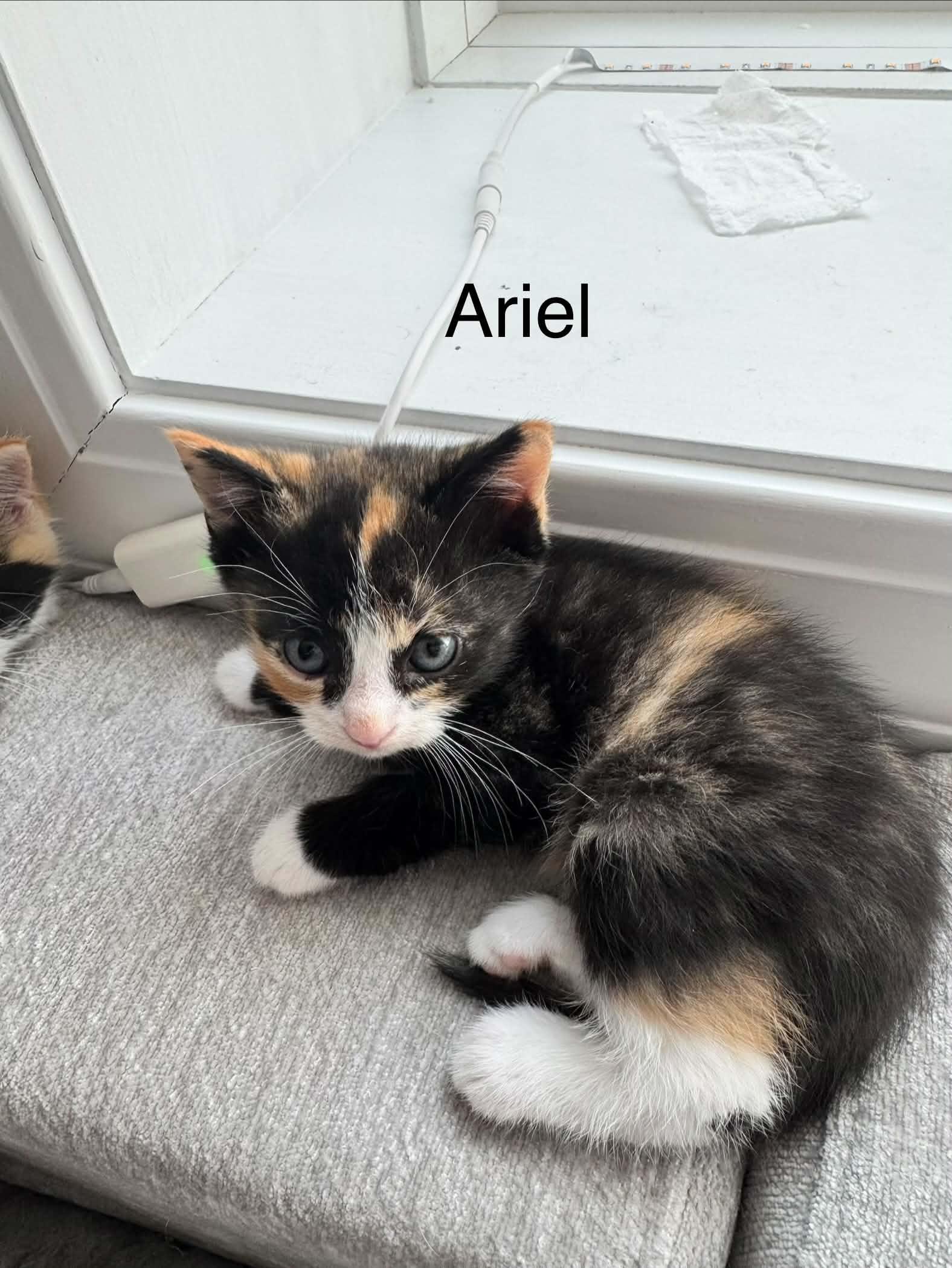 Ariel, Adopted, Kitten Female Domestic Short Hair.