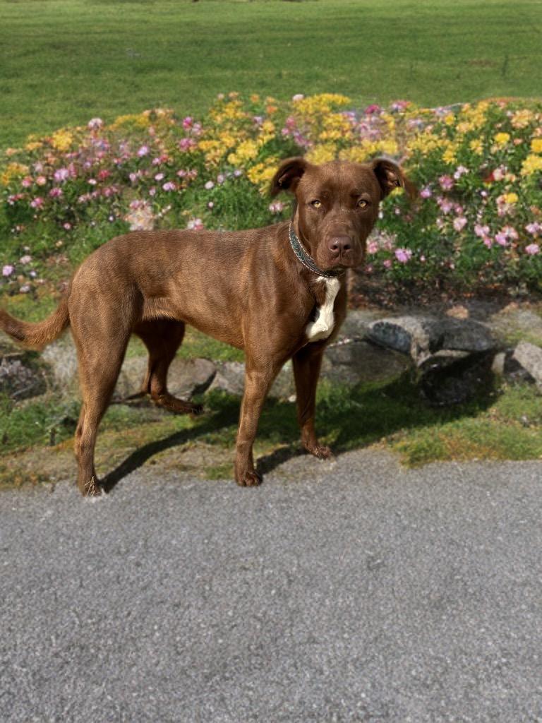 Hershey, Adoptable, Adult Female Pit Bull Terrier & Labrador Retriever.