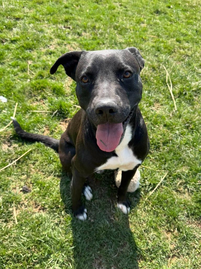 Kristoph, Adoptable, Young Male Terrier.