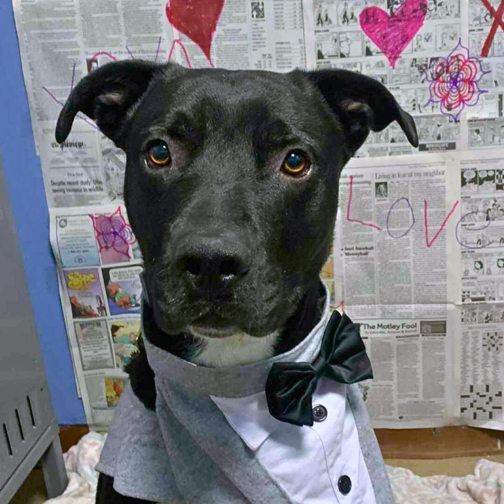 Kristoph, Adoptable, Young Male Terrier.