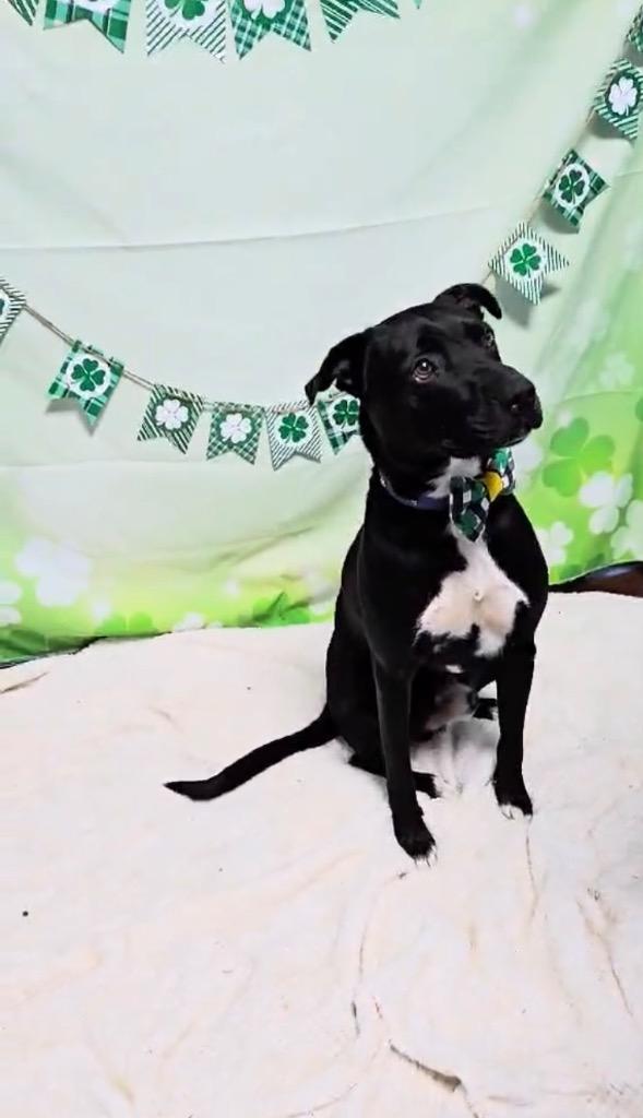 Enlarge Kristoph, a Adoptable Terrier in New Manchester, WV image 4/4