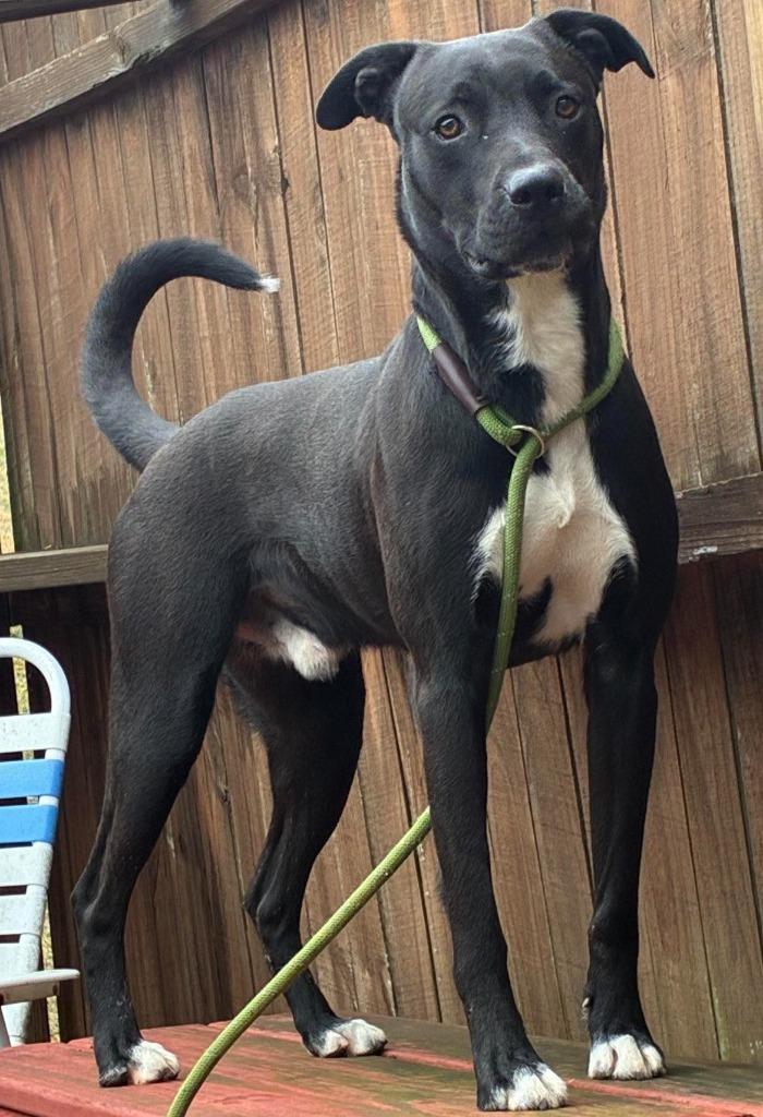 Enlarge Kristoph, a Adoptable Terrier in New Manchester, WV image 6/6