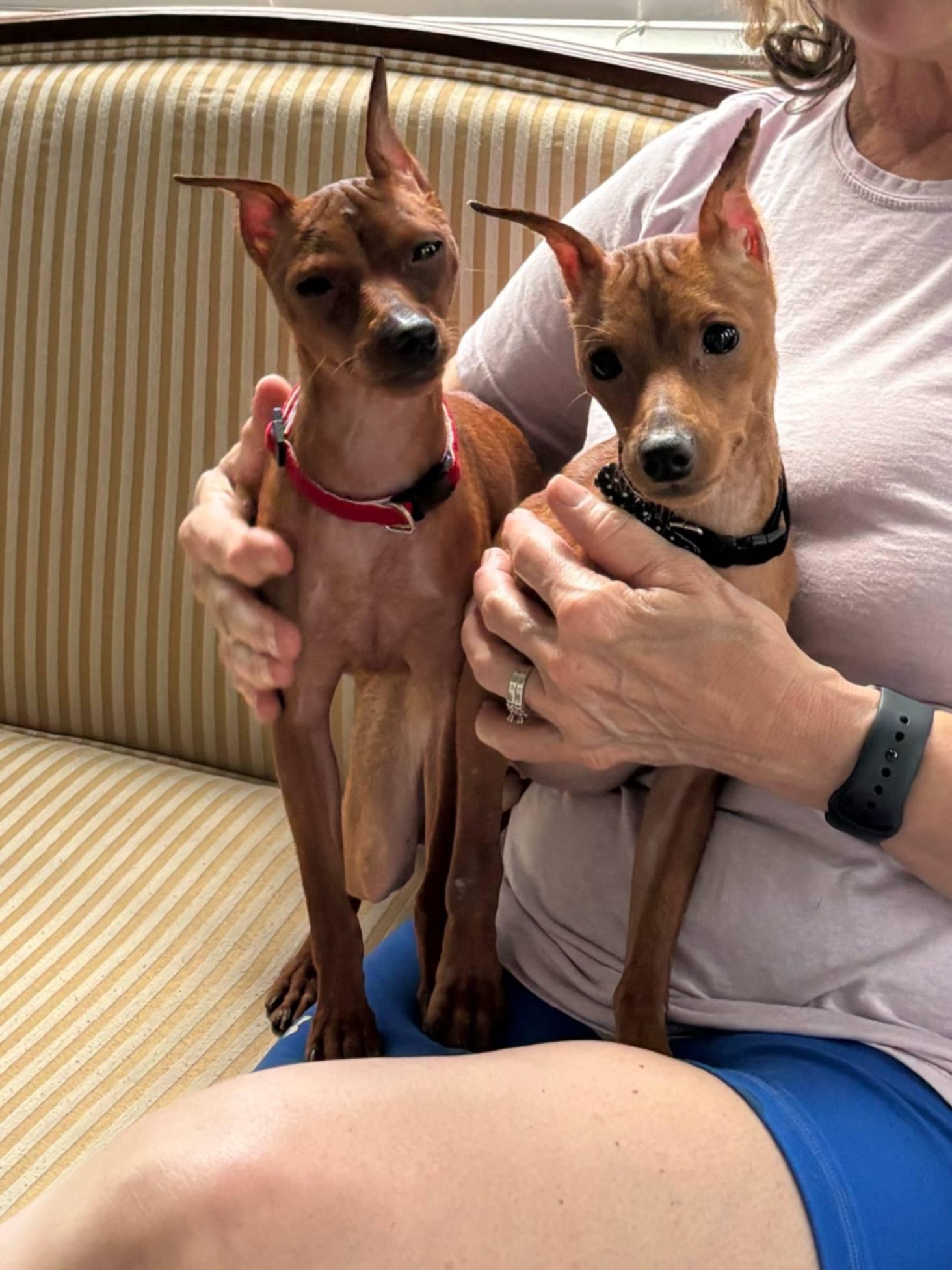 Milli, ADOPTABLE, Young Female Miniature Pinscher.