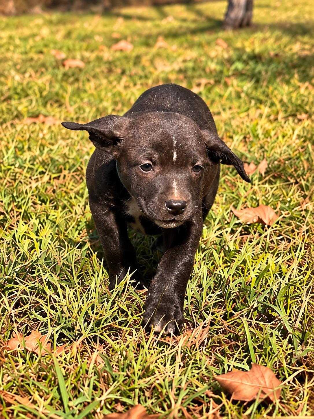 Enlarge Escape West, a Adoptable mixed breed in Woburn, MA image 2/4