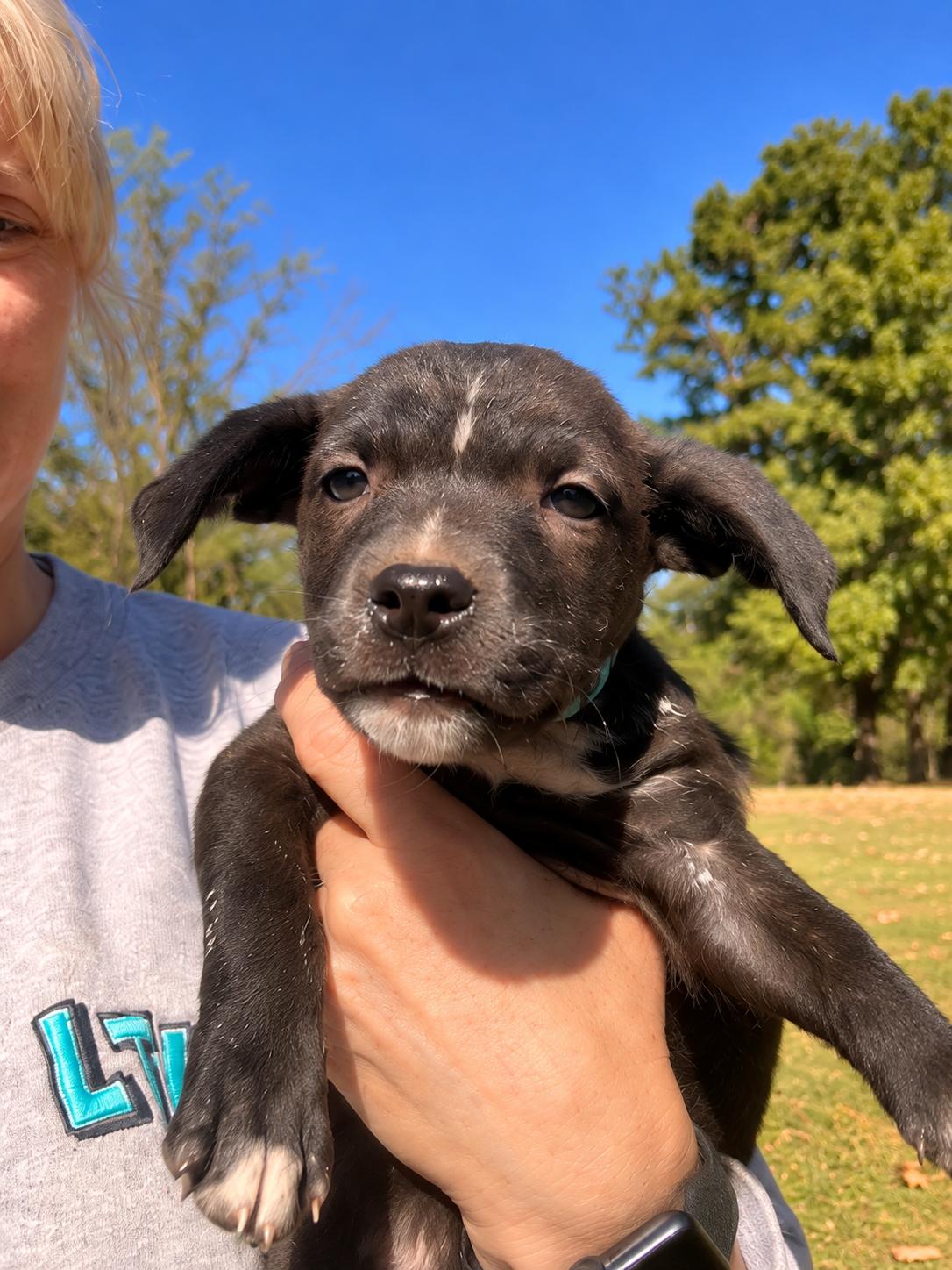 Enlarge Escape West, a Adoptable mixed breed in Woburn, MA image 1/4
