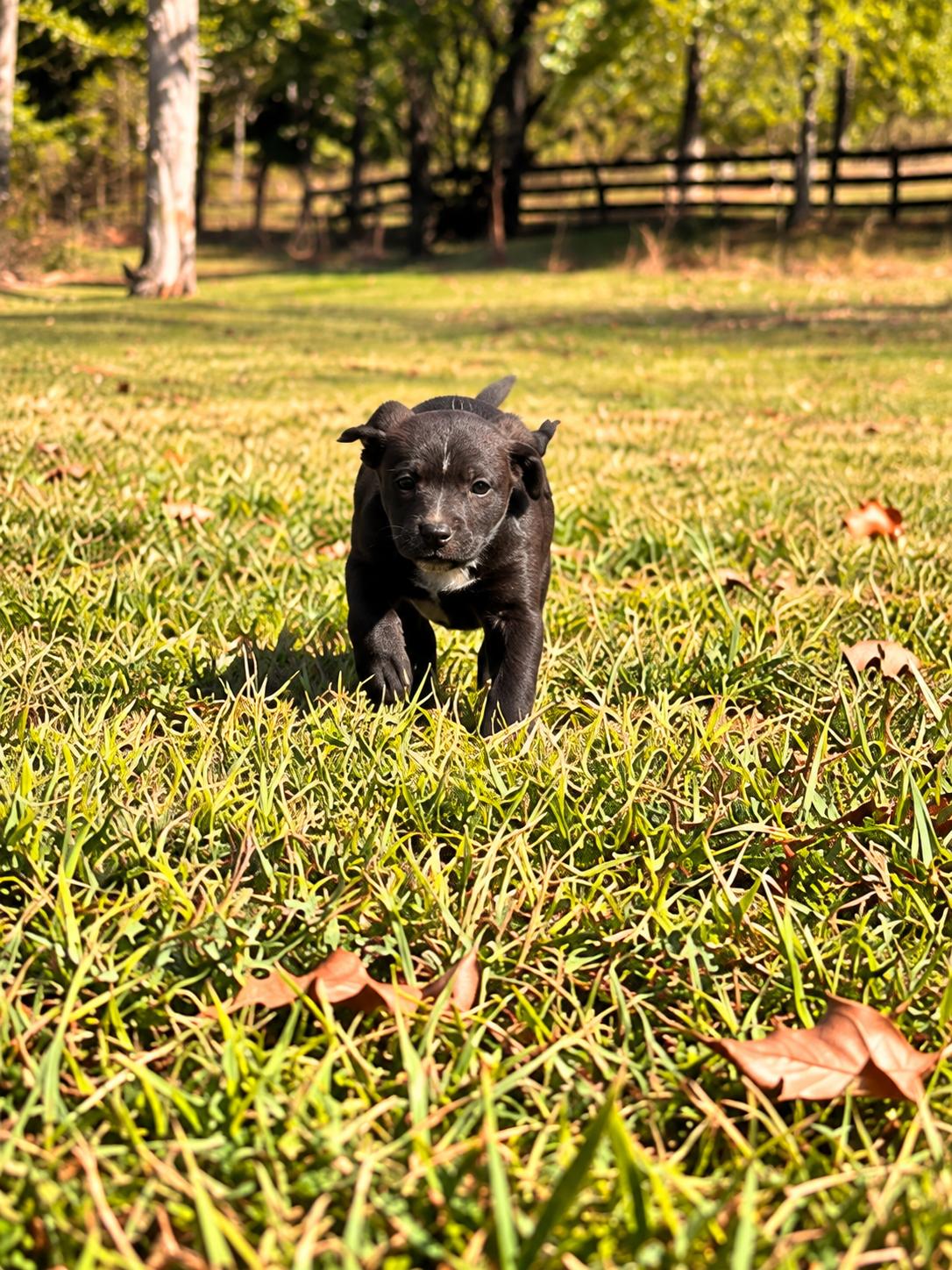 Enlarge Escape West, a Adoptable mixed breed in Woburn, MA image 3/4