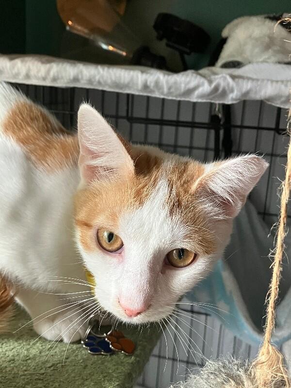 Enlarge Rusty, a Adoptable Domestic Short Hair in Colmar, PA image 1/6