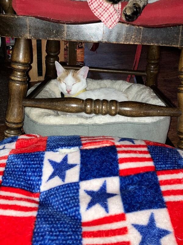 Enlarge Rusty, a Adoptable Domestic Short Hair in Colmar, PA image 2/6