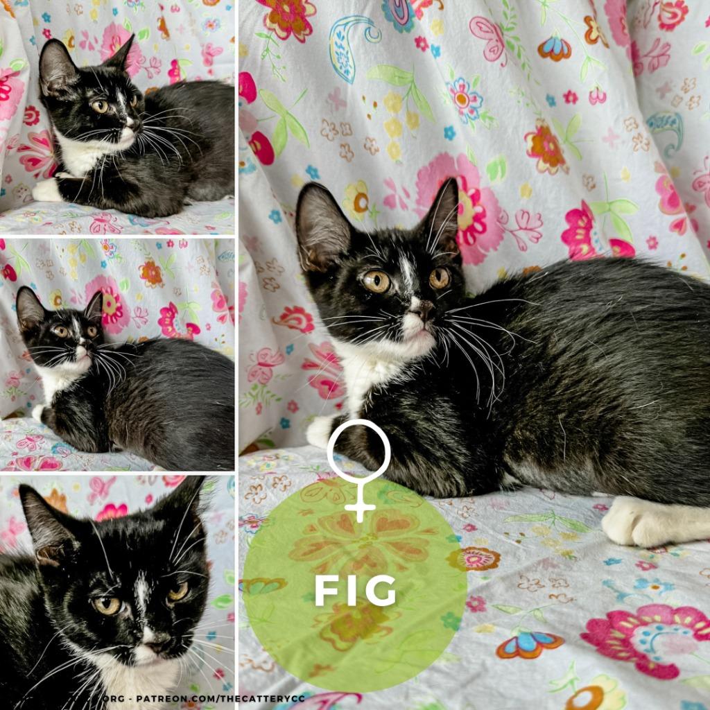 Enlarge Fig, a Adoptable mixed breed in Corpus Christi, TX image 1/1
