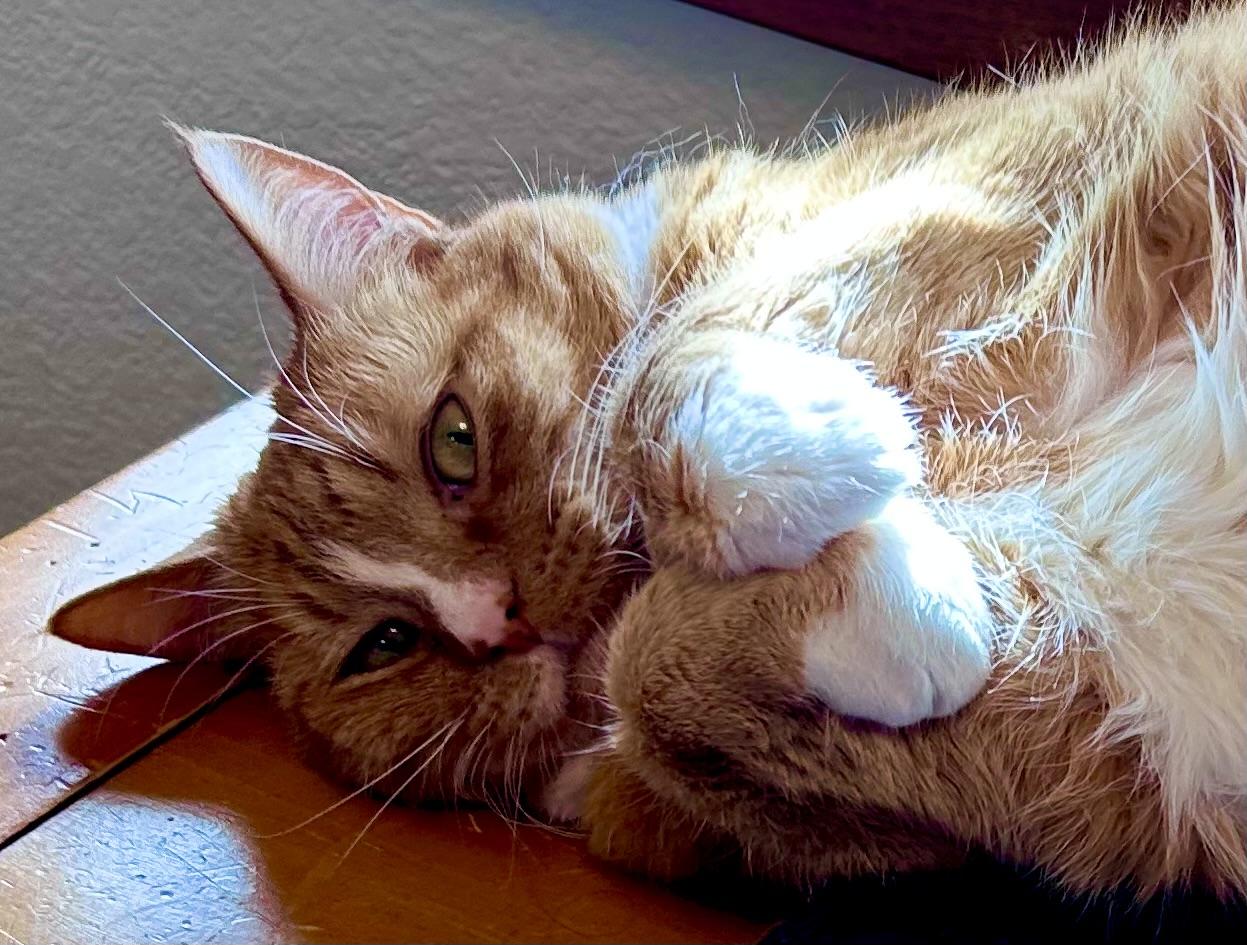 Jonesy, ADOPTABLE, Senior Male Domestic Short Hair.