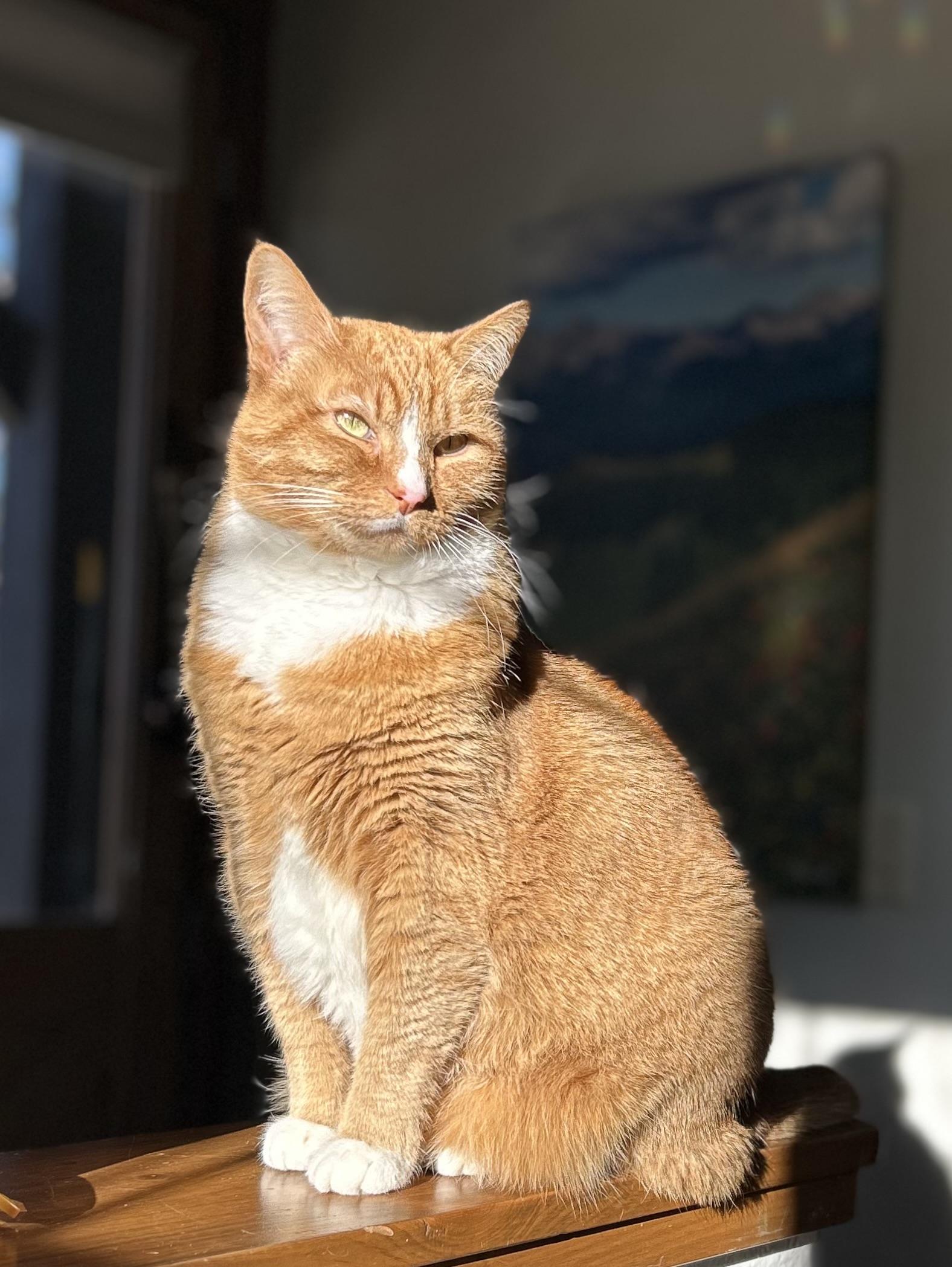 Enlarge Jonesy, a ADOPTABLE mixed breed in Granby, CO image 2/2