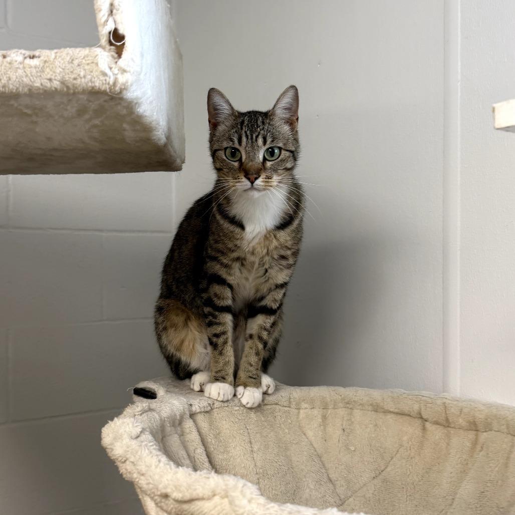 Kahlua, Adoptable, Adult Female Domestic Short Hair.