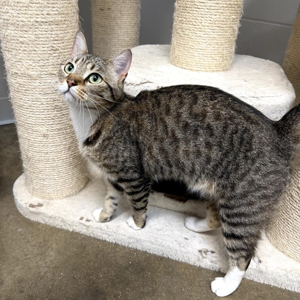 Enlarge Kahlua, a Adoptable Domestic Short Hair in Jasper, IN image 2/2