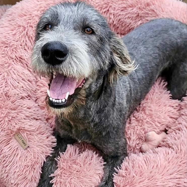 Tizzy, a Adoptable mixed breed in Rockwall, TX image 2/6