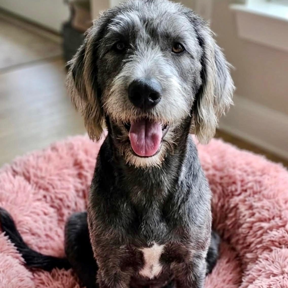Tizzy, a Adoptable mixed breed in Rockwall, TX image 1/6