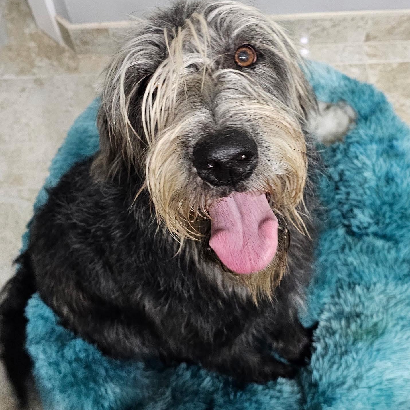 Tizzy, a Adoptable mixed breed in Rockwall, TX image 4/6