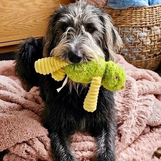Tizzy, a Adoptable mixed breed in Rockwall, TX image 3/6