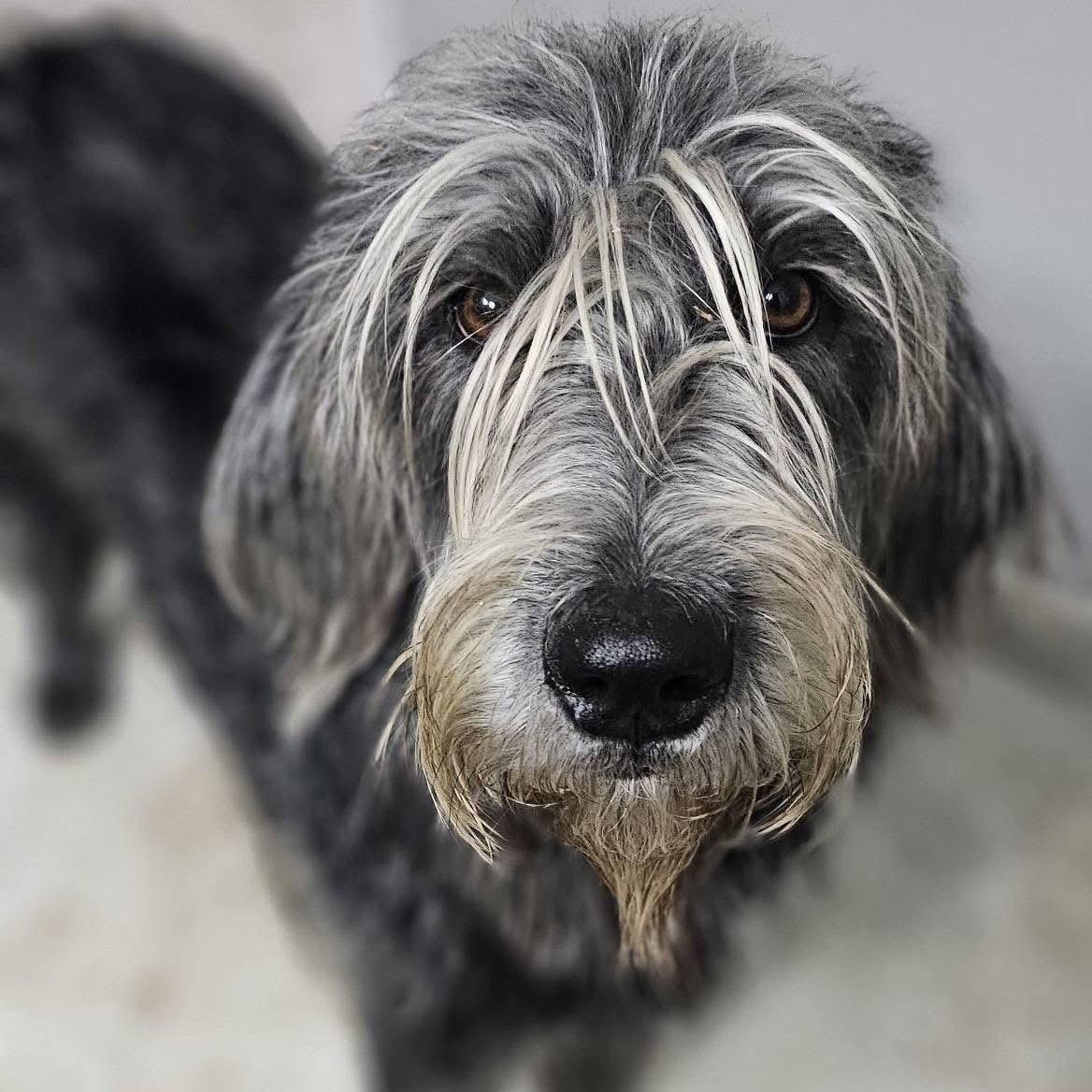Tizzy, a Adoptable mixed breed in Rockwall, TX image 5/6