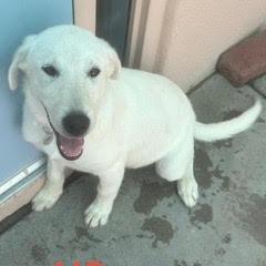 Enlarge Mo, an adopted mixed breed in Green Valley, AZ image 1/1