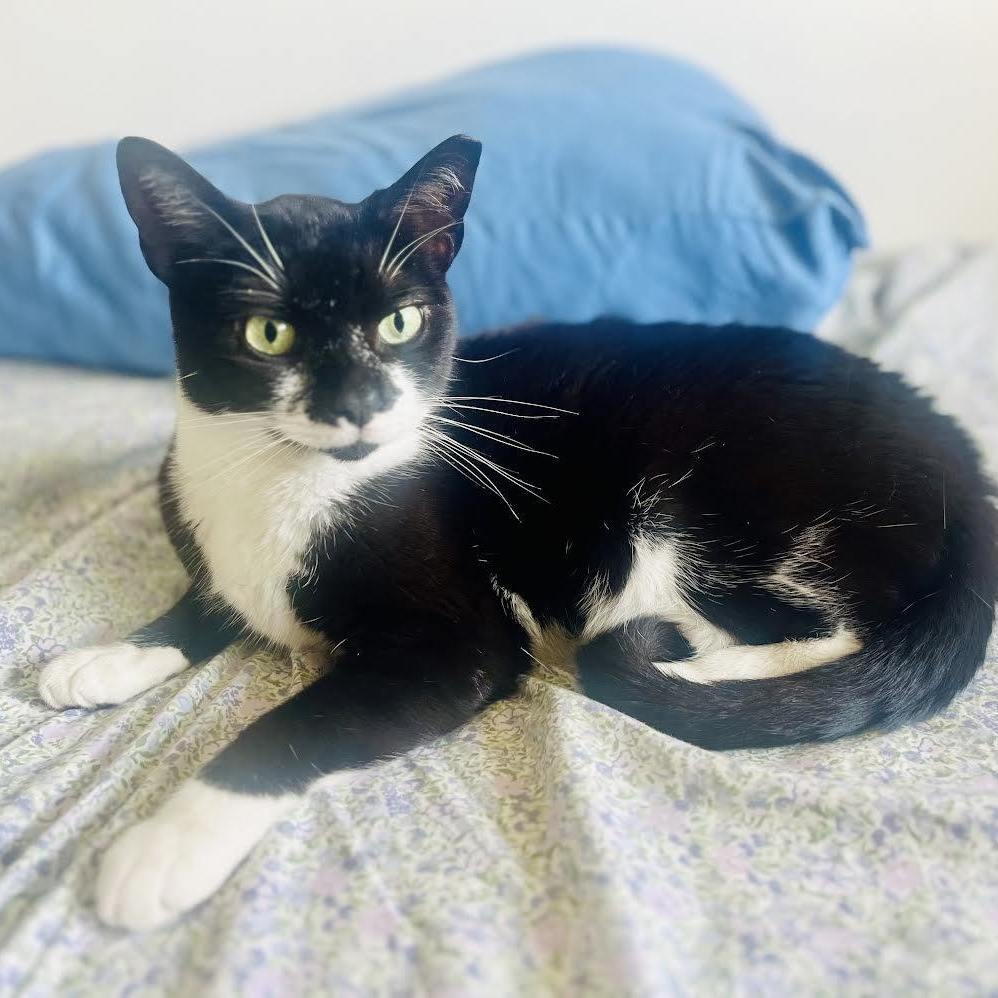 Enlarge Mustache, a Adoptable Tuxedo in Vernon , CT image 6/6