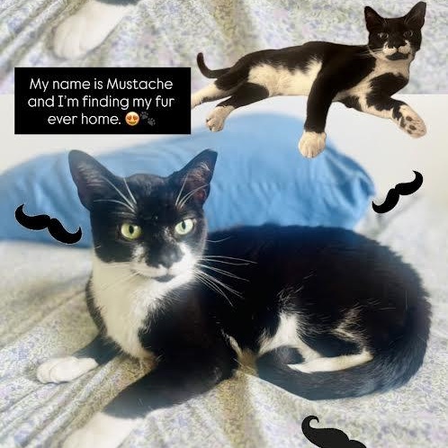 Mustache, Adoptable, Kitten Female Tuxedo.