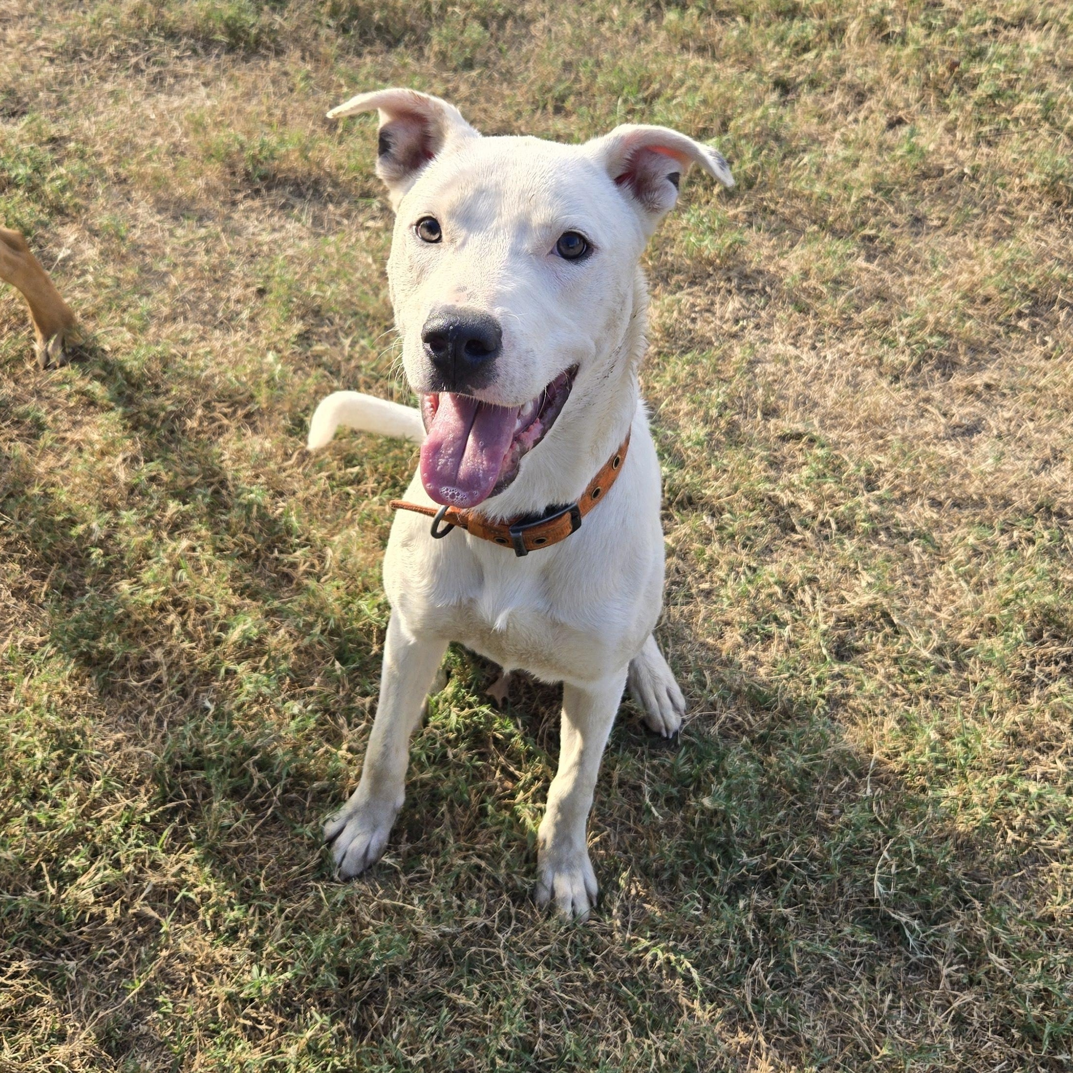Oliver, ADOPTABLE, Adult Male Pit Bull Terrier & Dogo Argentino.