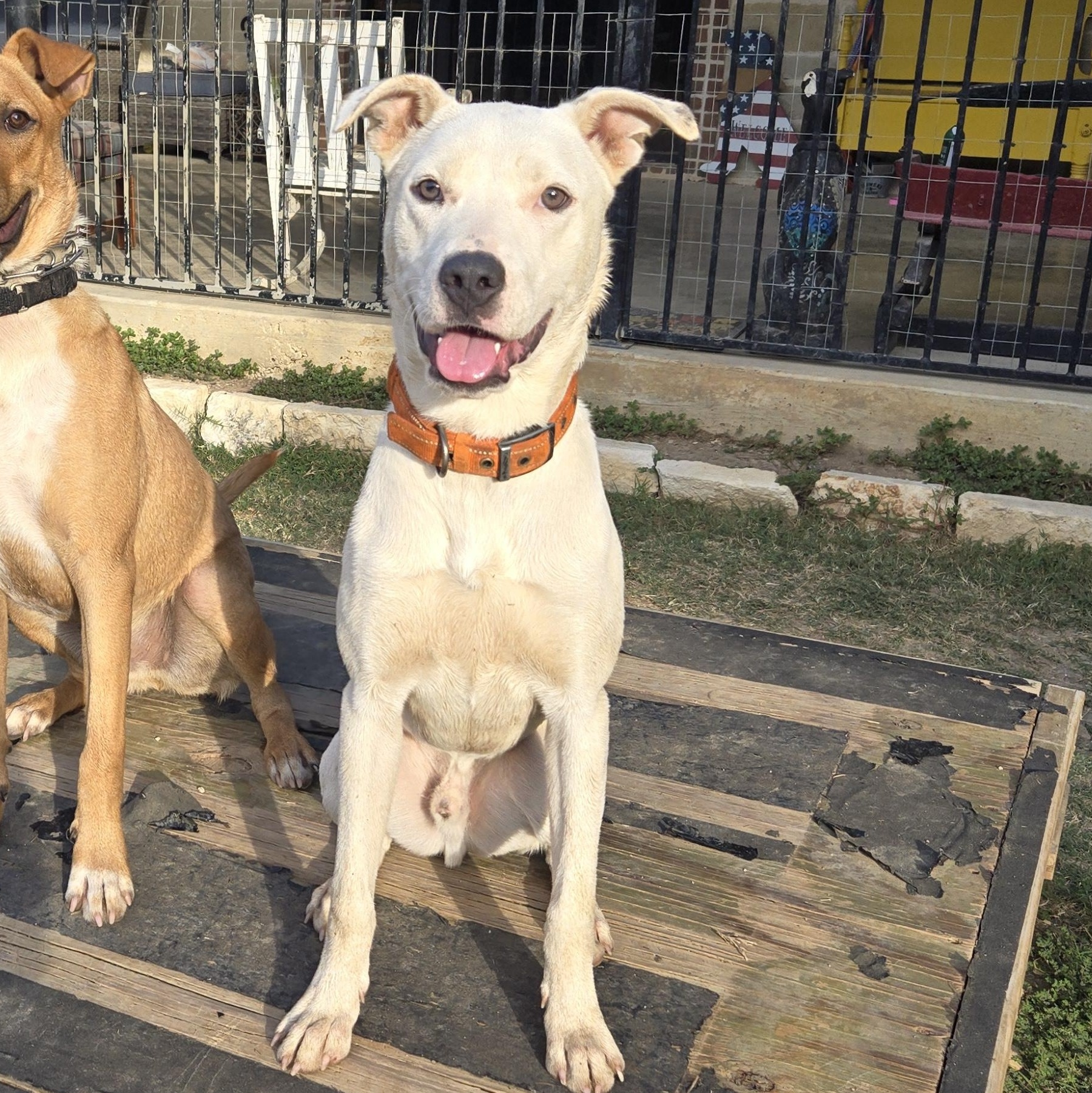 Enlarge Oliver, a ADOPTABLE mixed breed in Mansfield, TX image 2/2