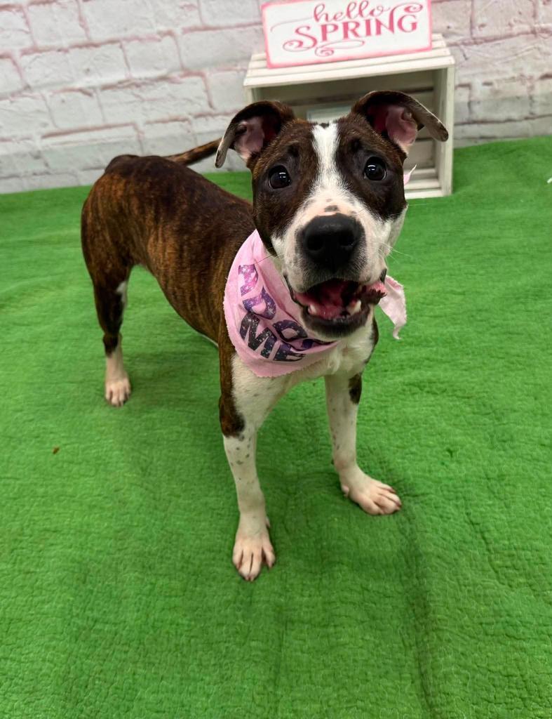 Beets, Adoptable, Young Female Mixed Breed.