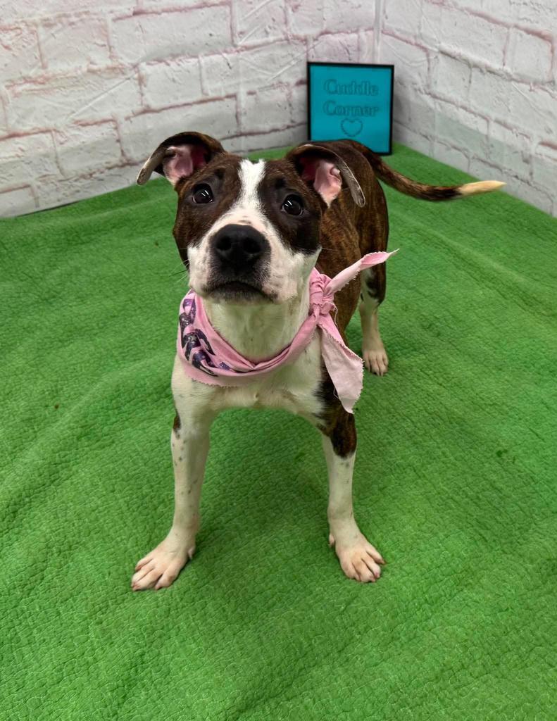 Enlarge Beets, a Adoptable mixed breed in Detroit, MI image 2/6