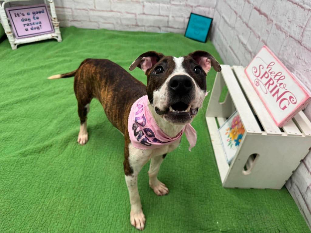 Enlarge Beets, a Adoptable mixed breed in Detroit, MI image 3/6