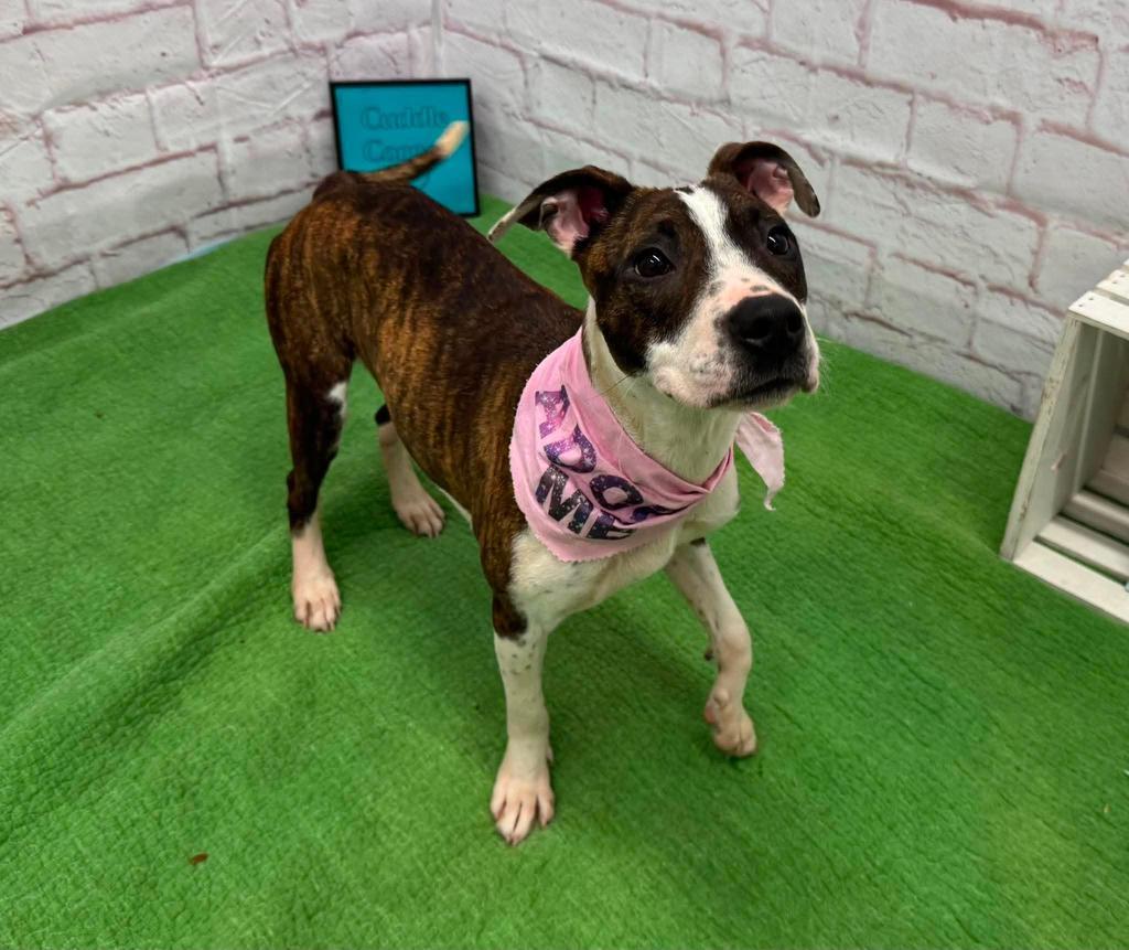 Enlarge Beets, a Adoptable mixed breed in Detroit, MI image 4/6