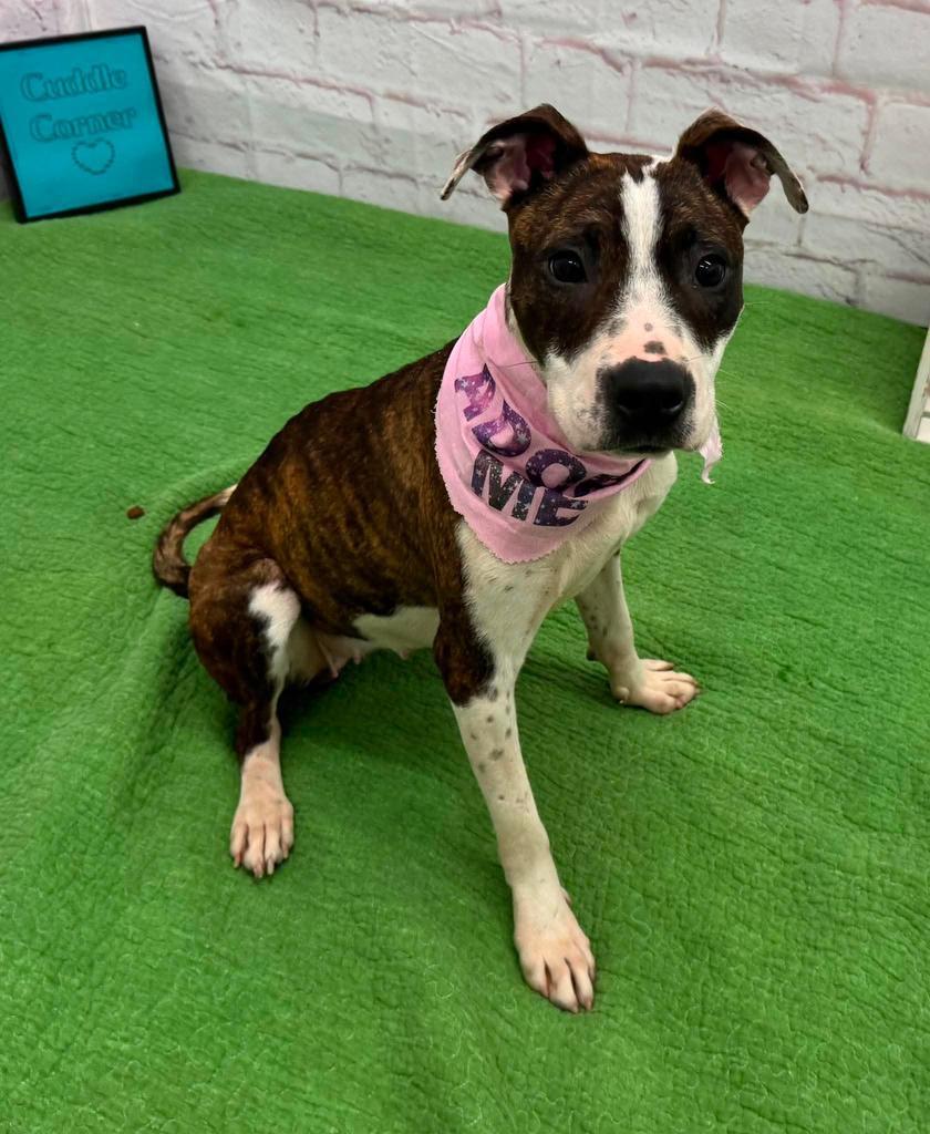 Enlarge Beets, a Adoptable mixed breed in Detroit, MI image 5/6