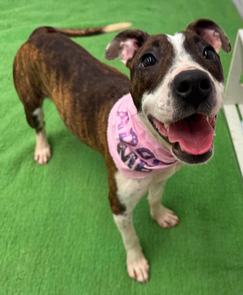 Enlarge Beets, a Adoptable mixed breed in Detroit, MI image 6/6
