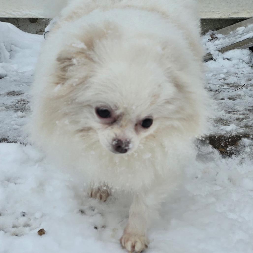 Mya (Bonded with Sylvia), Adoptable, Adult Female Pomeranian.