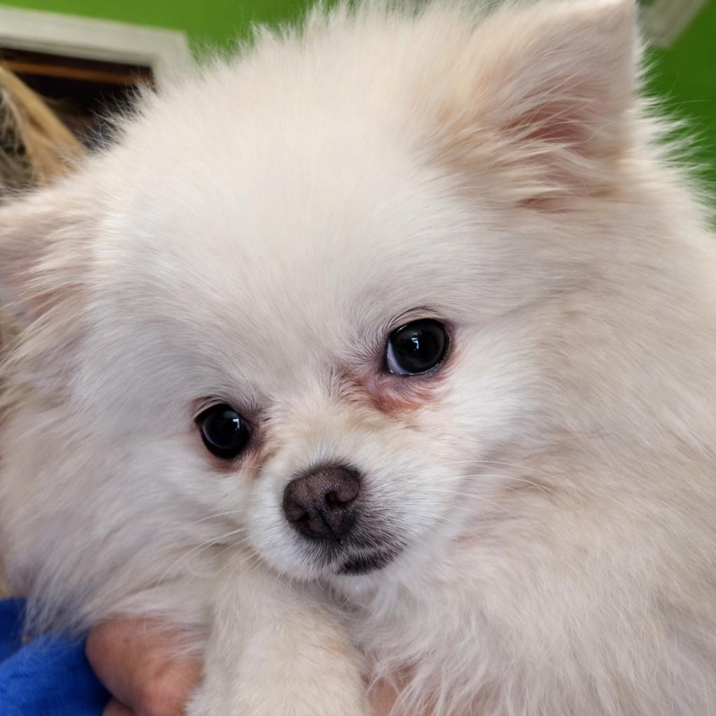 Mya (Bonded with Sylvia), a Adoptable Pomeranian in Hudson, IL image 3/3