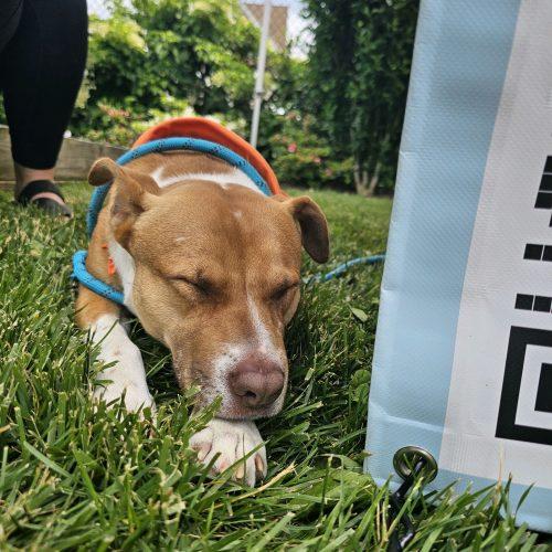 Peaches, a Adoptable mixed breed in Hamden, CT image 1/5