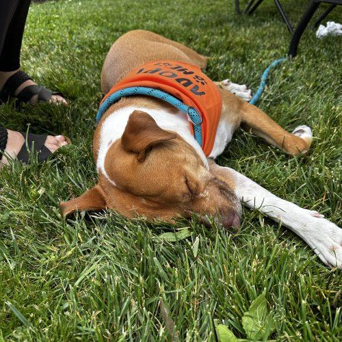 Peaches, a Adoptable mixed breed in Hamden, CT image 2/5