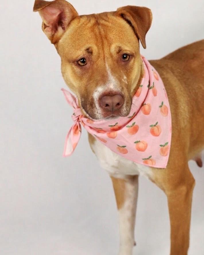 Enlarge Peaches, a Adoptable mixed breed in Hamden, CT image 3/6