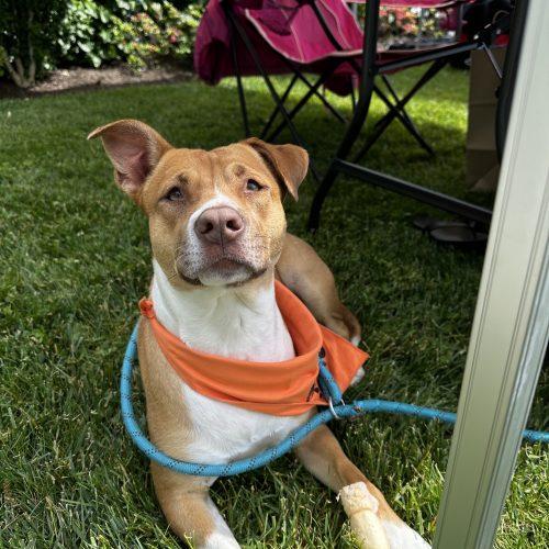 Peaches, a Adoptable mixed breed in Hamden, CT image 3/5