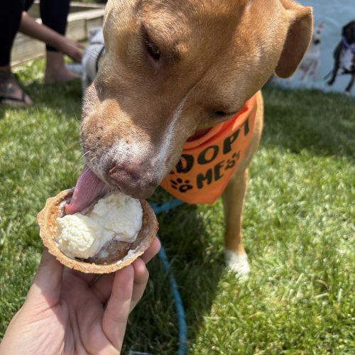 Peaches, a Adoptable mixed breed in Hamden, CT image 4/5